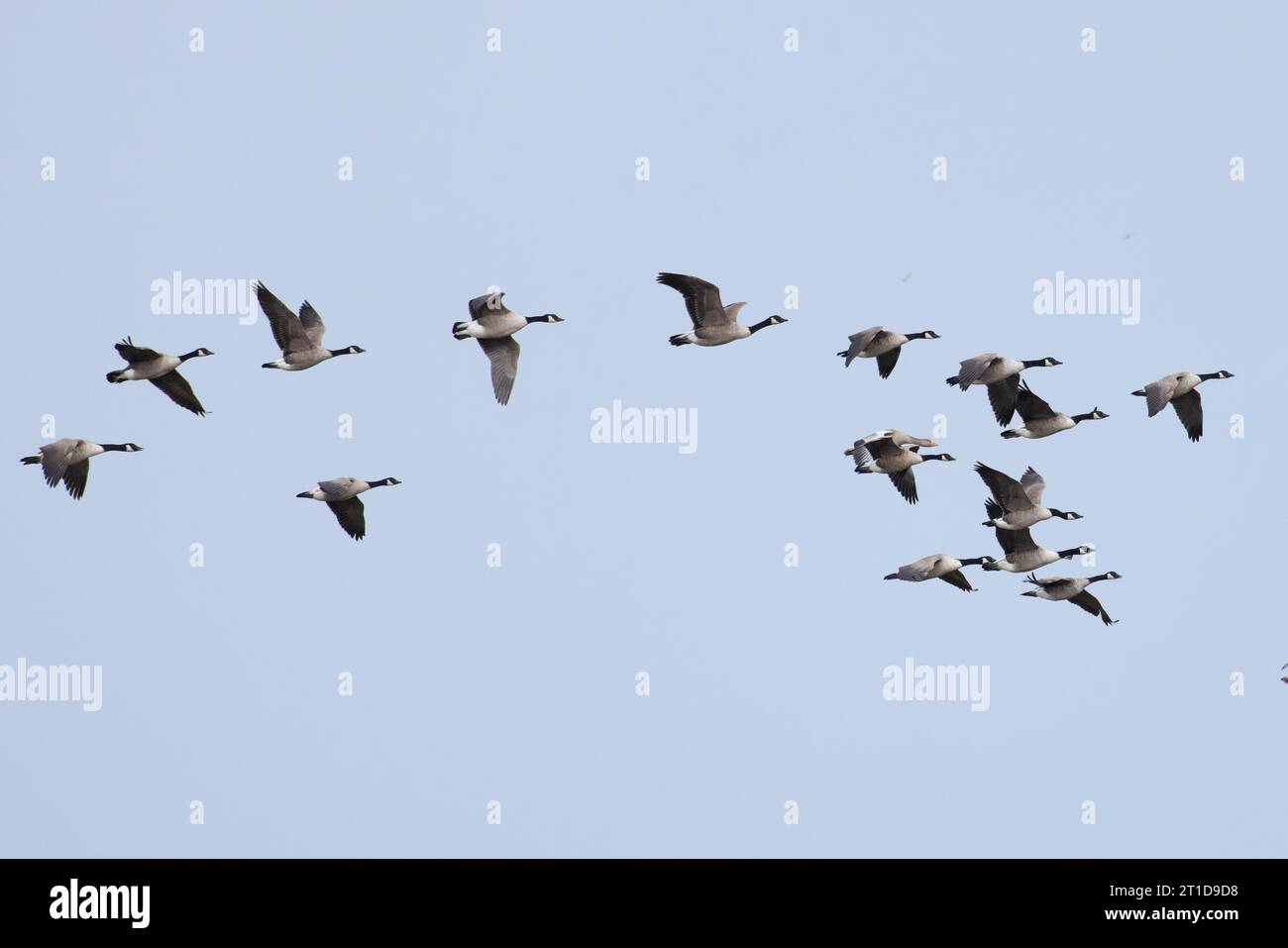 Bernache du Canada (Branta canadensis) Norfolk octobre 2023 Banque D'Images