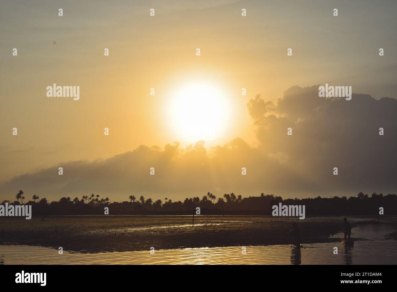 Lever du soleil dans le champ de kadamakudy au kerala Banque D'Images