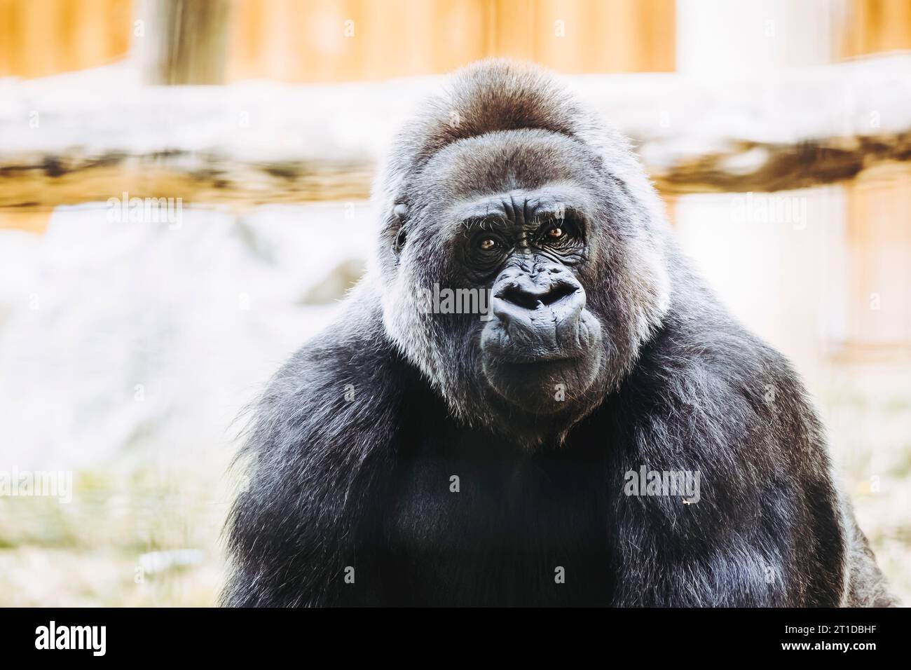 Portrait d'un impressionnant gorille des basses terres de l'Ouest Banque D'Images