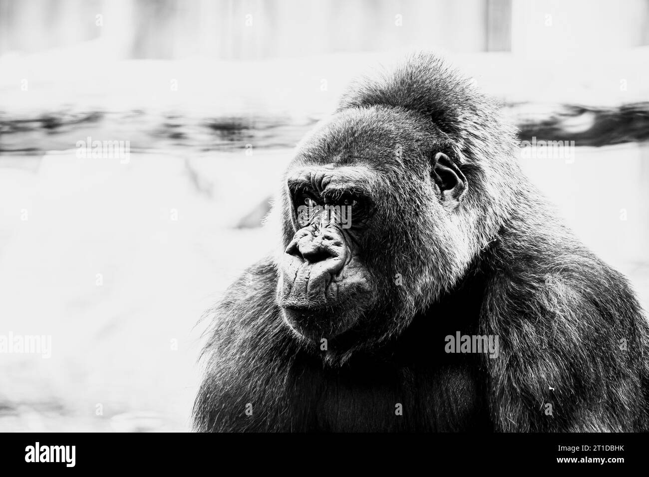 Portrait d'un impressionnant gorille des basses terres de l'Ouest Banque D'Images