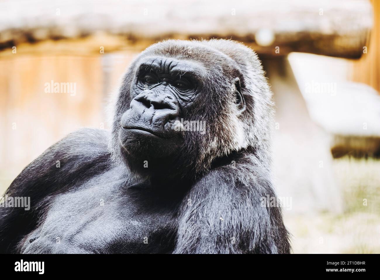 Portrait d'un impressionnant gorille des basses terres de l'Ouest Banque D'Images