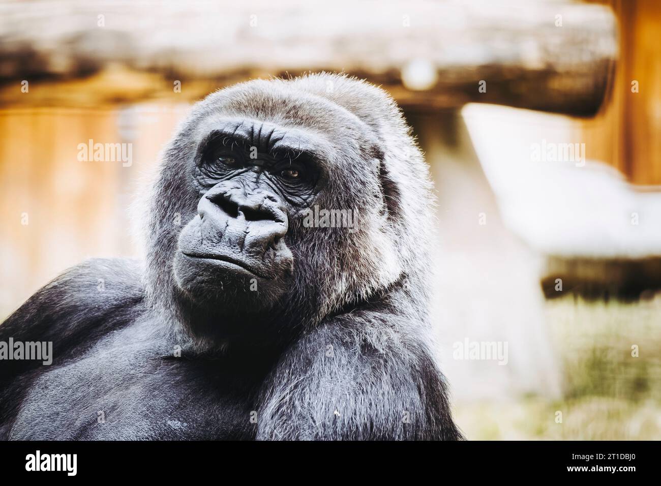 Portrait d'un impressionnant gorille des basses terres de l'Ouest Banque D'Images
