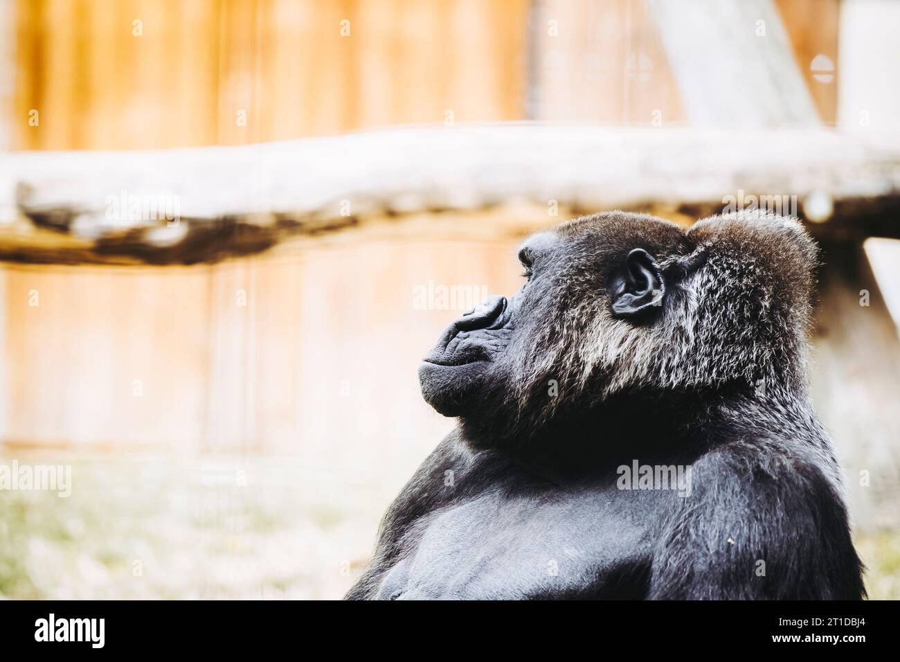 Portrait d'un impressionnant gorille des basses terres de l'Ouest Banque D'Images
