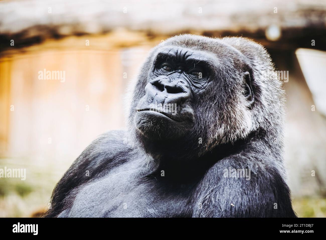 Portrait d'un impressionnant gorille des basses terres de l'Ouest Banque D'Images