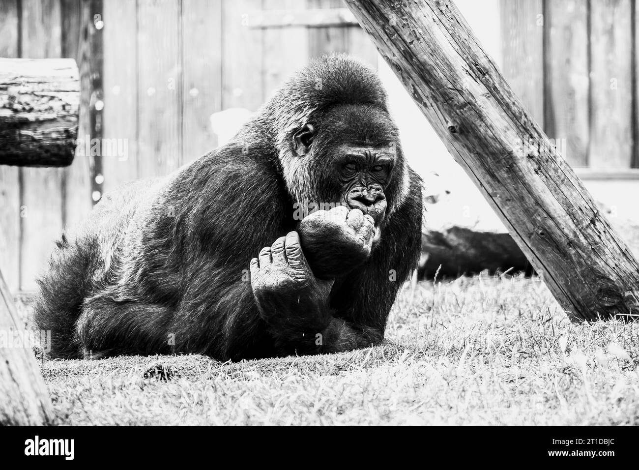 Portrait d'un impressionnant gorille des basses terres de l'Ouest Banque D'Images