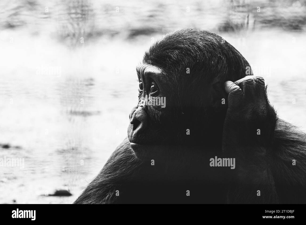 Petit bébé gorille des basses terres de l'Ouest Banque D'Images