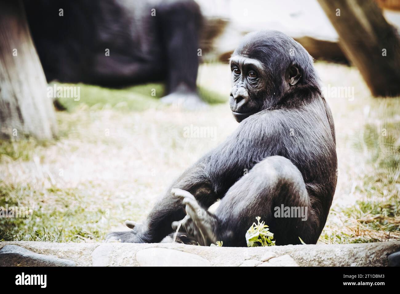 Petit bébé gorille des basses terres de l'Ouest Banque D'Images