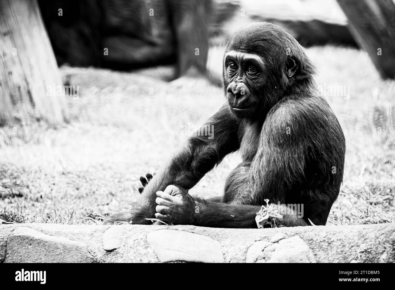 Petit bébé gorille des basses terres de l'Ouest Banque D'Images