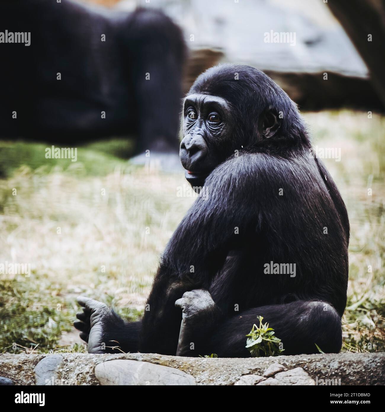 Petit bébé gorille des basses terres de l'Ouest Banque D'Images