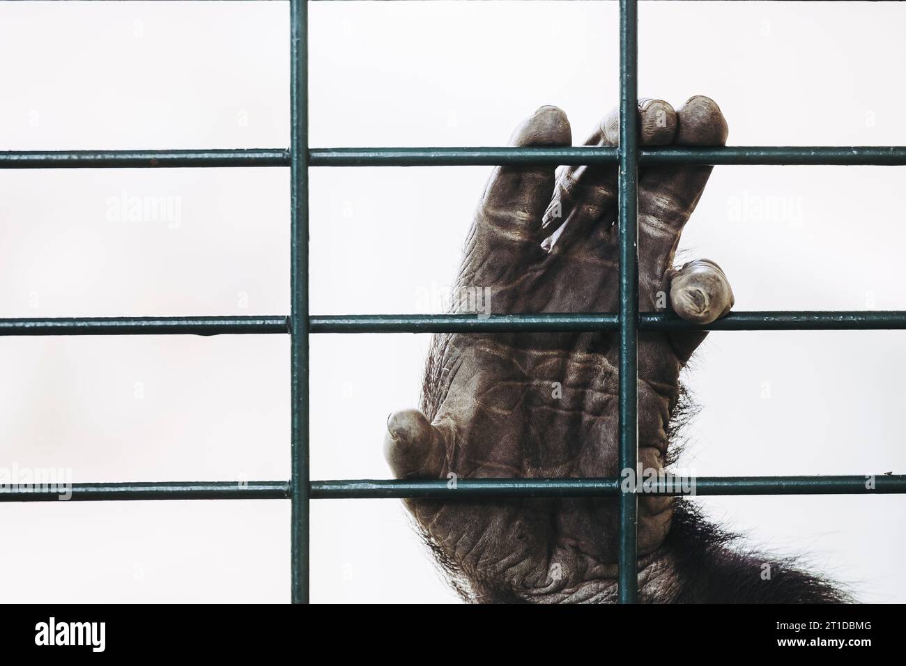Main d'un gorille de plaine accroché aux barres d'une cage Banque D'Images