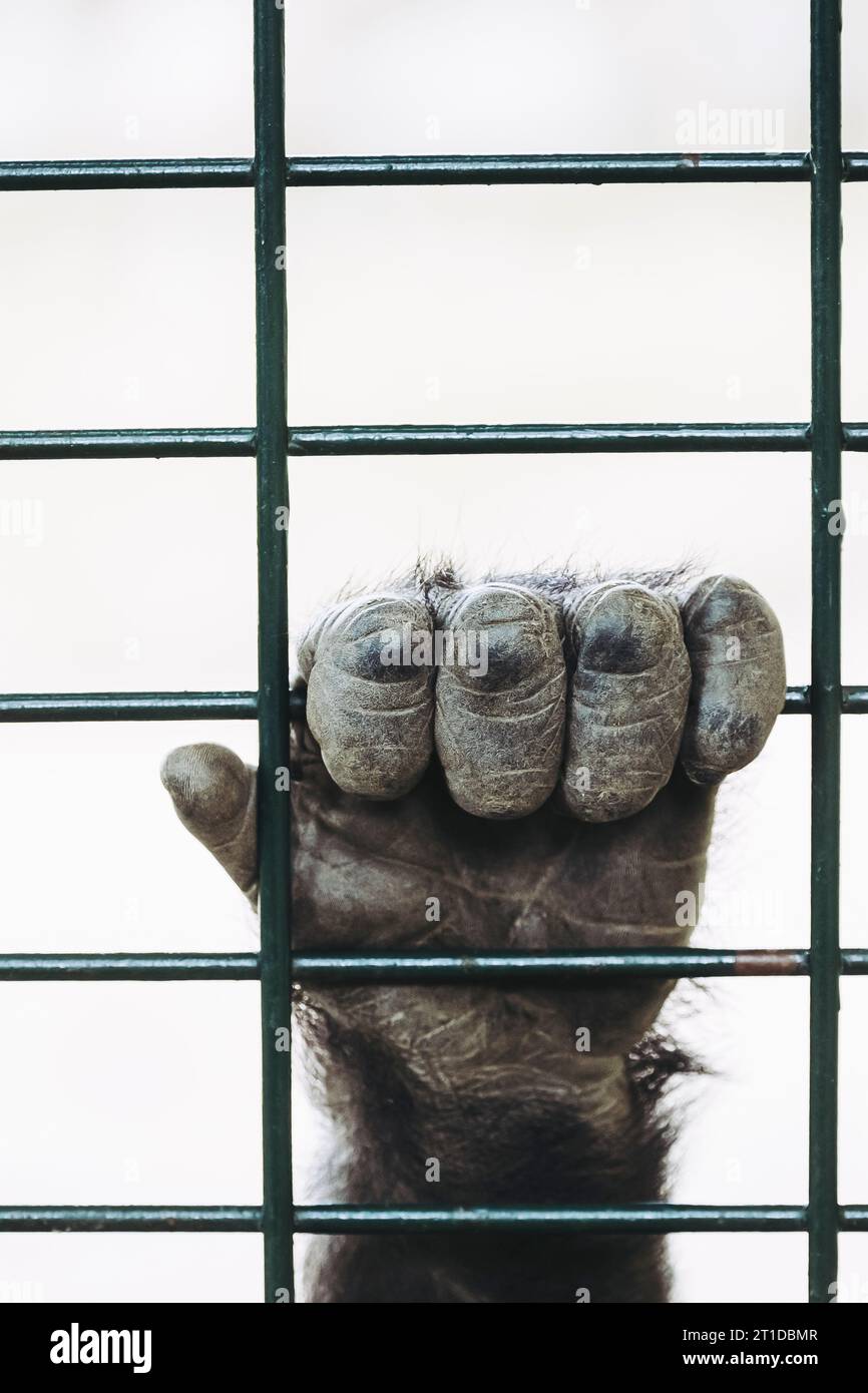 Main d'un gorille de plaine accroché aux barres d'une cage Banque D'Images