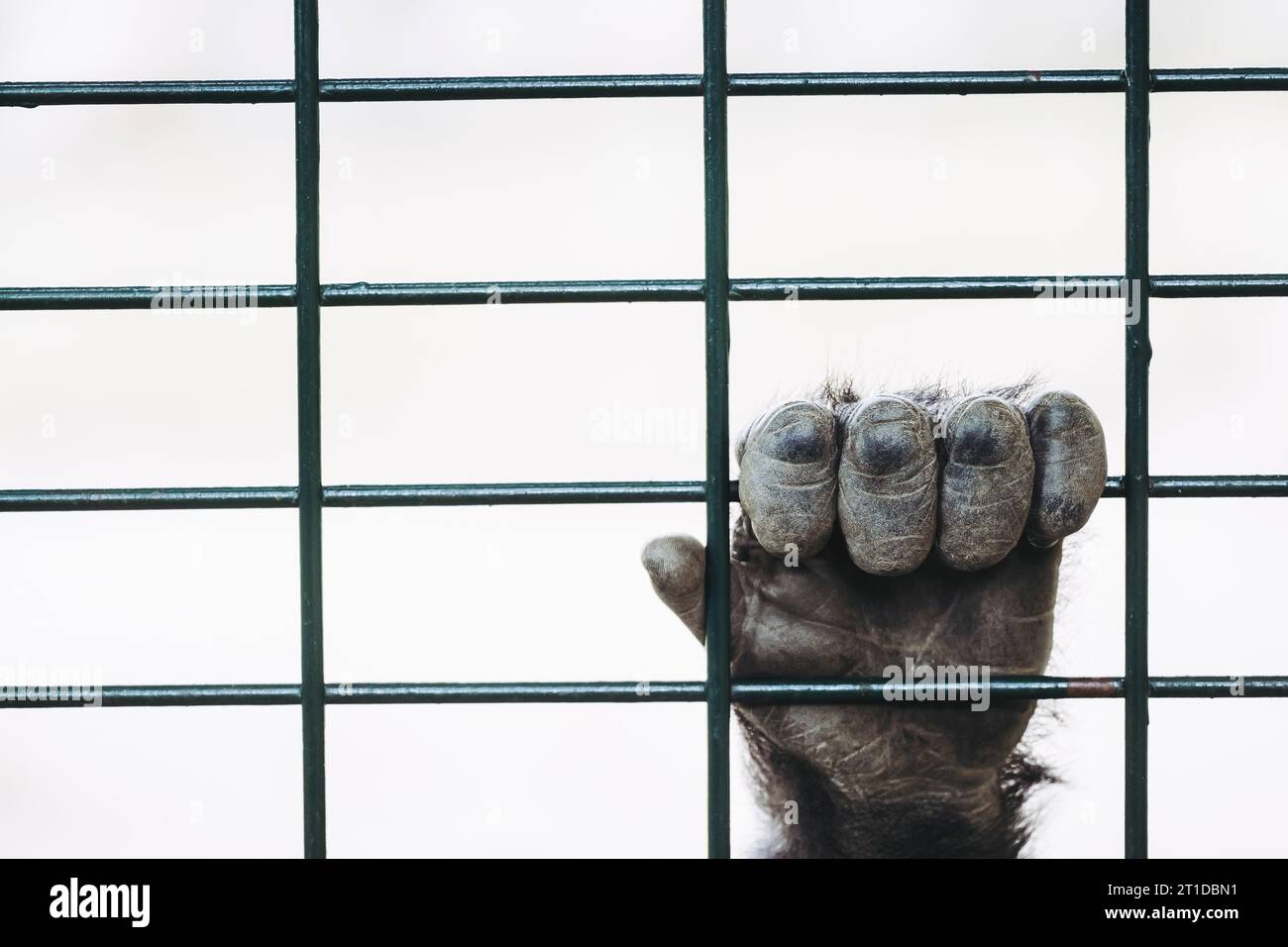 Main d'un gorille de plaine accroché aux barres d'une cage Banque D'Images