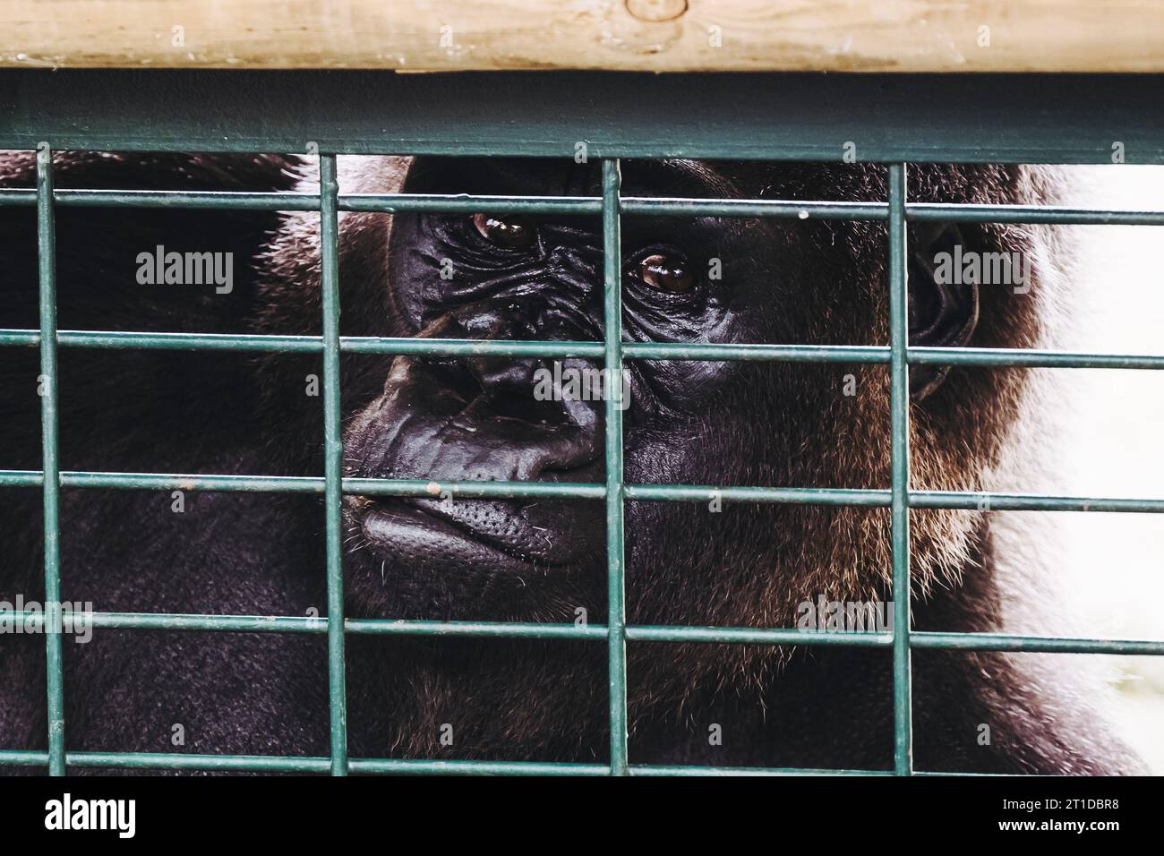 Portrait d'un gorille des basses terres de l'ouest derrière les barreaux Banque D'Images