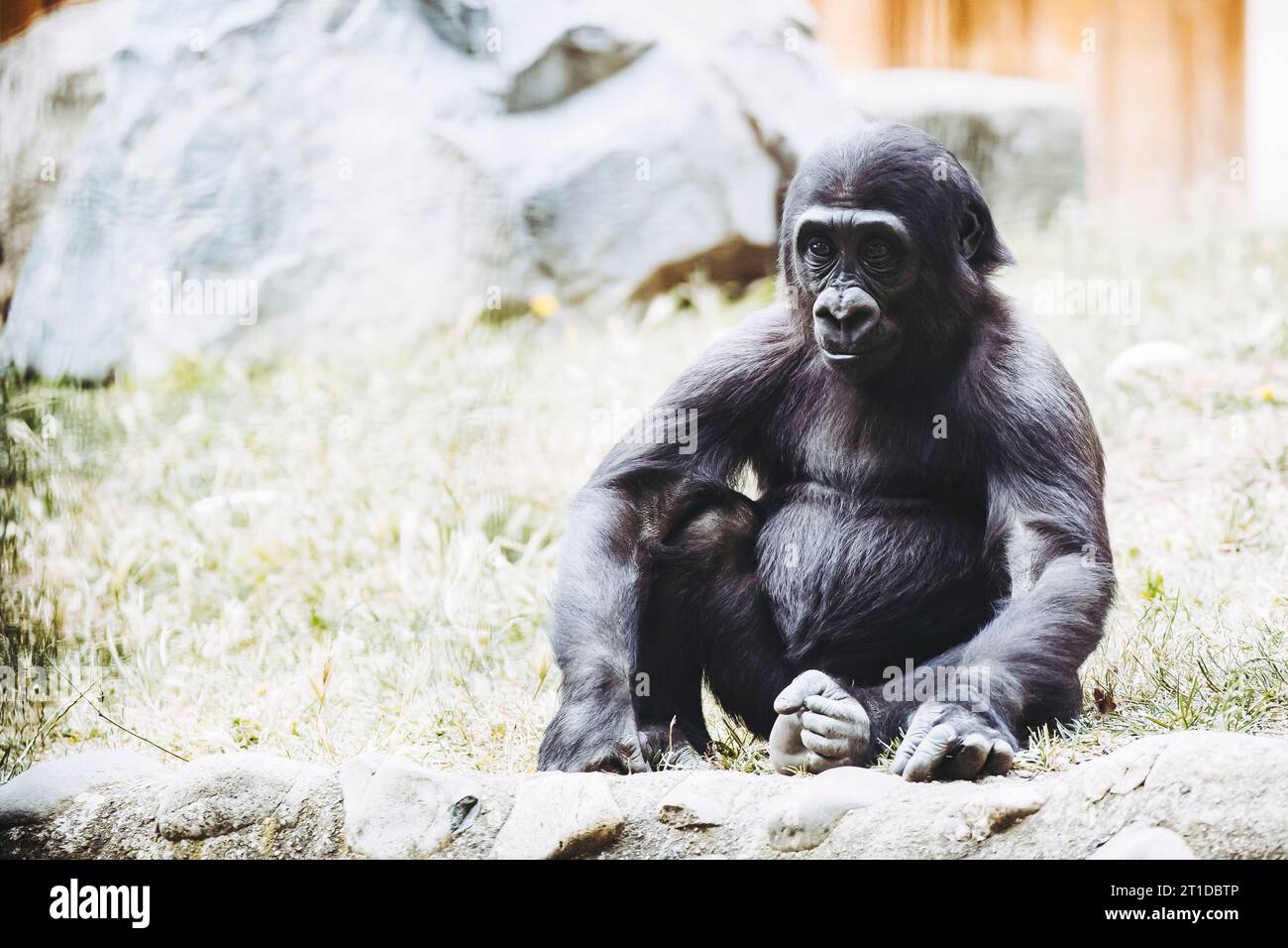 Petit bébé gorille des basses terres de l'Ouest Banque D'Images