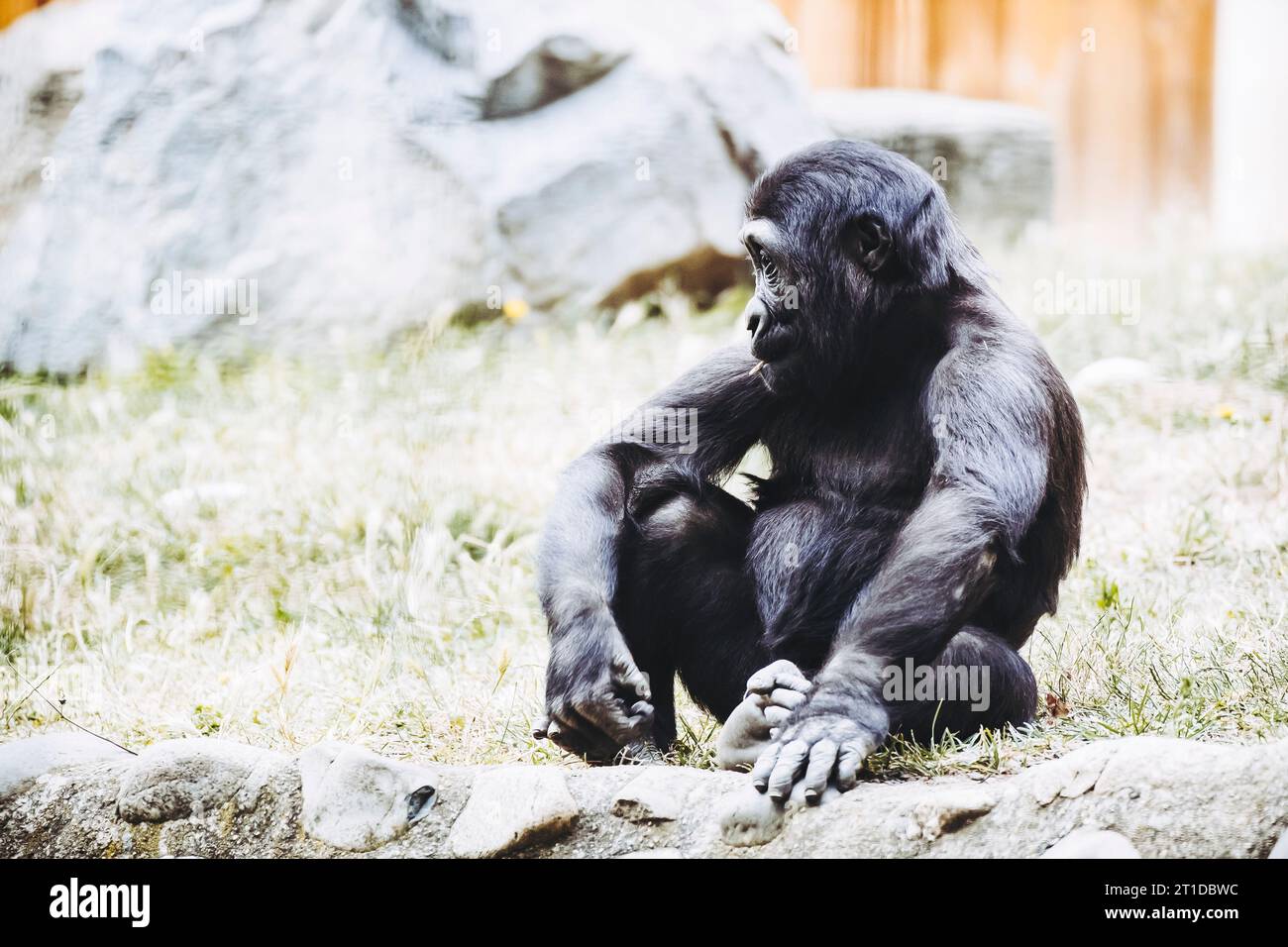 Petit bébé gorille des basses terres de l'Ouest Banque D'Images