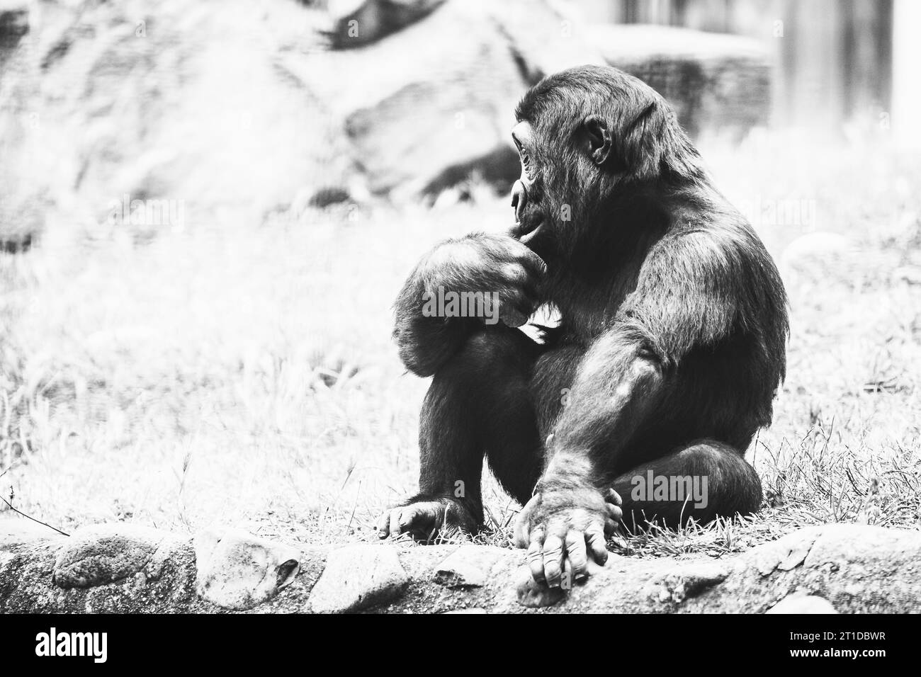 Petit bébé gorille des basses terres de l'Ouest Banque D'Images