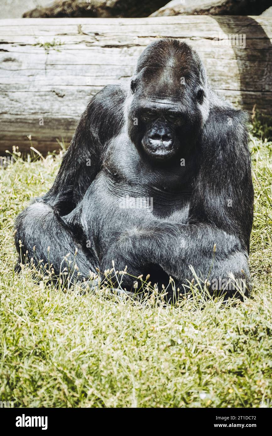 Portrait d'un impressionnant gorille des basses terres de l'Ouest Banque D'Images