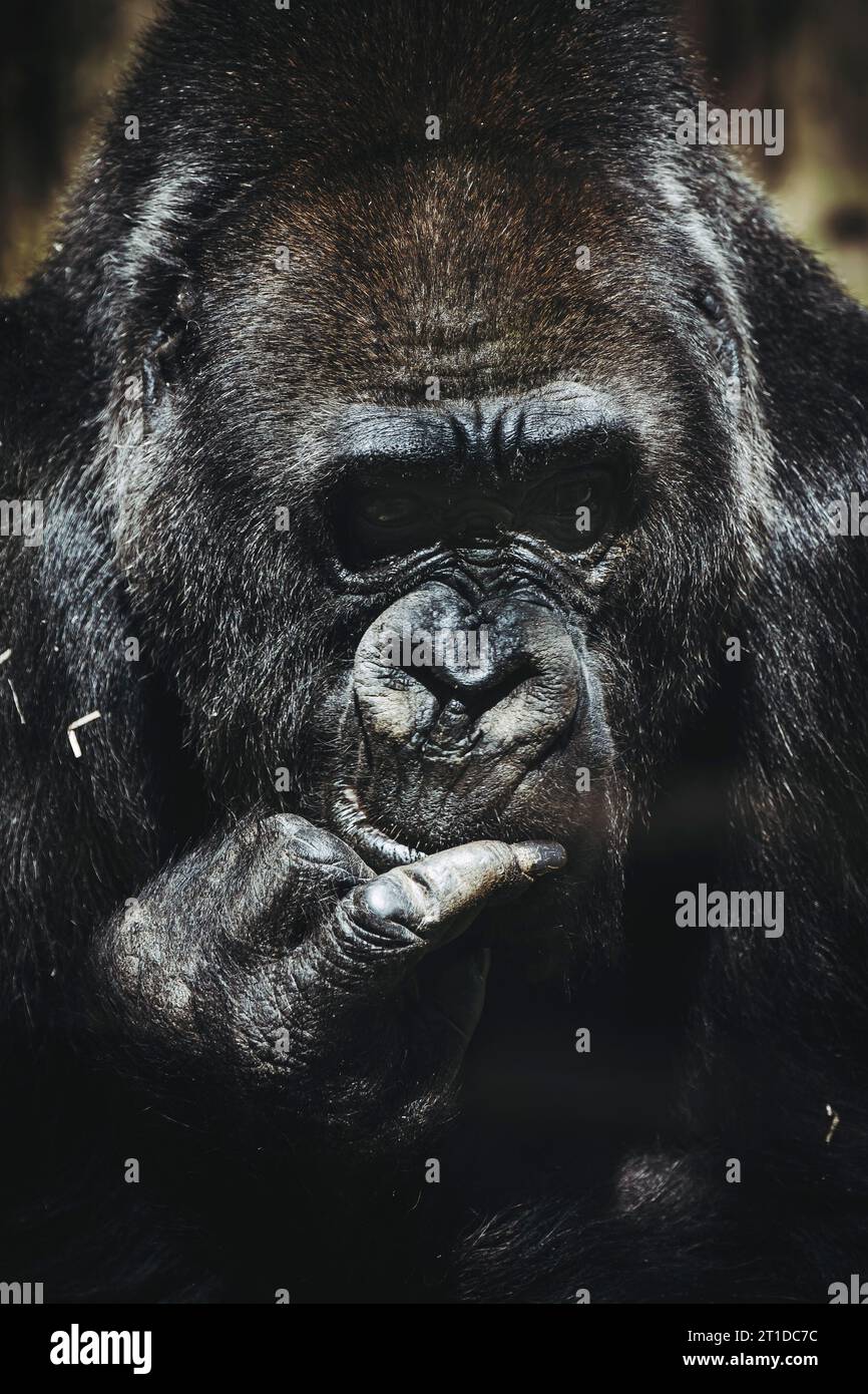 Portrait d'un impressionnant gorille des basses terres de l'Ouest Banque D'Images