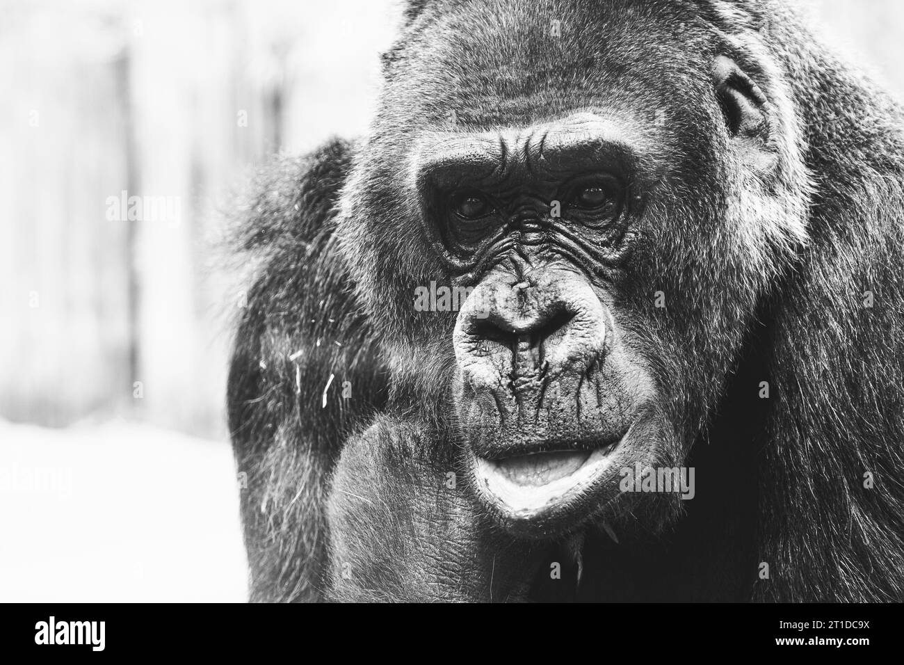 Portrait d'un impressionnant gorille des basses terres de l'Ouest Banque D'Images
