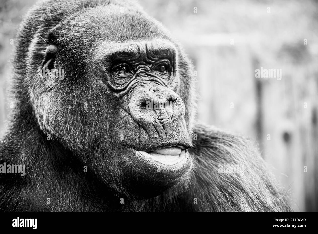 Portrait d'un impressionnant gorille des basses terres de l'Ouest Banque D'Images