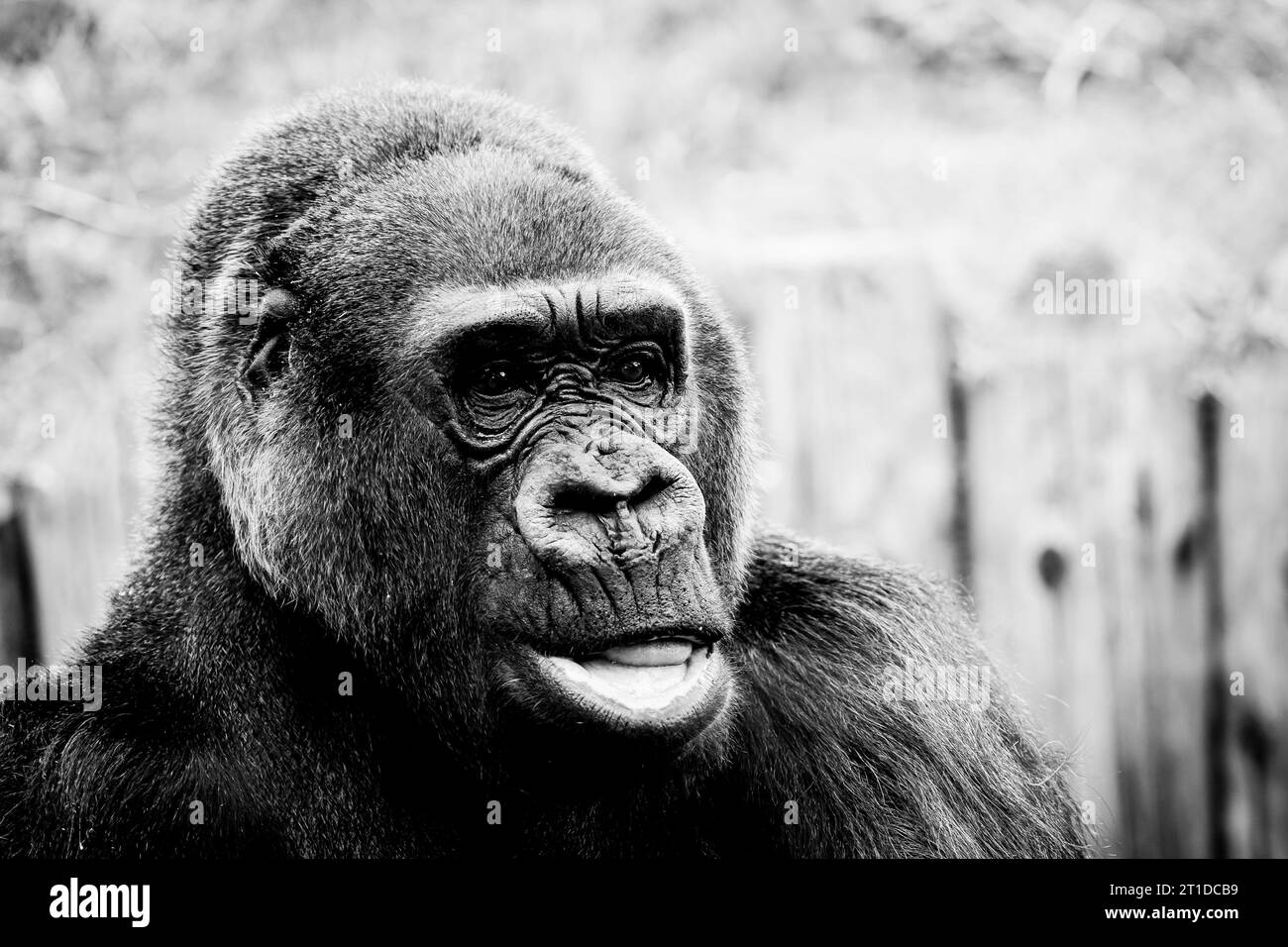Portrait d'un impressionnant gorille des basses terres de l'Ouest Banque D'Images