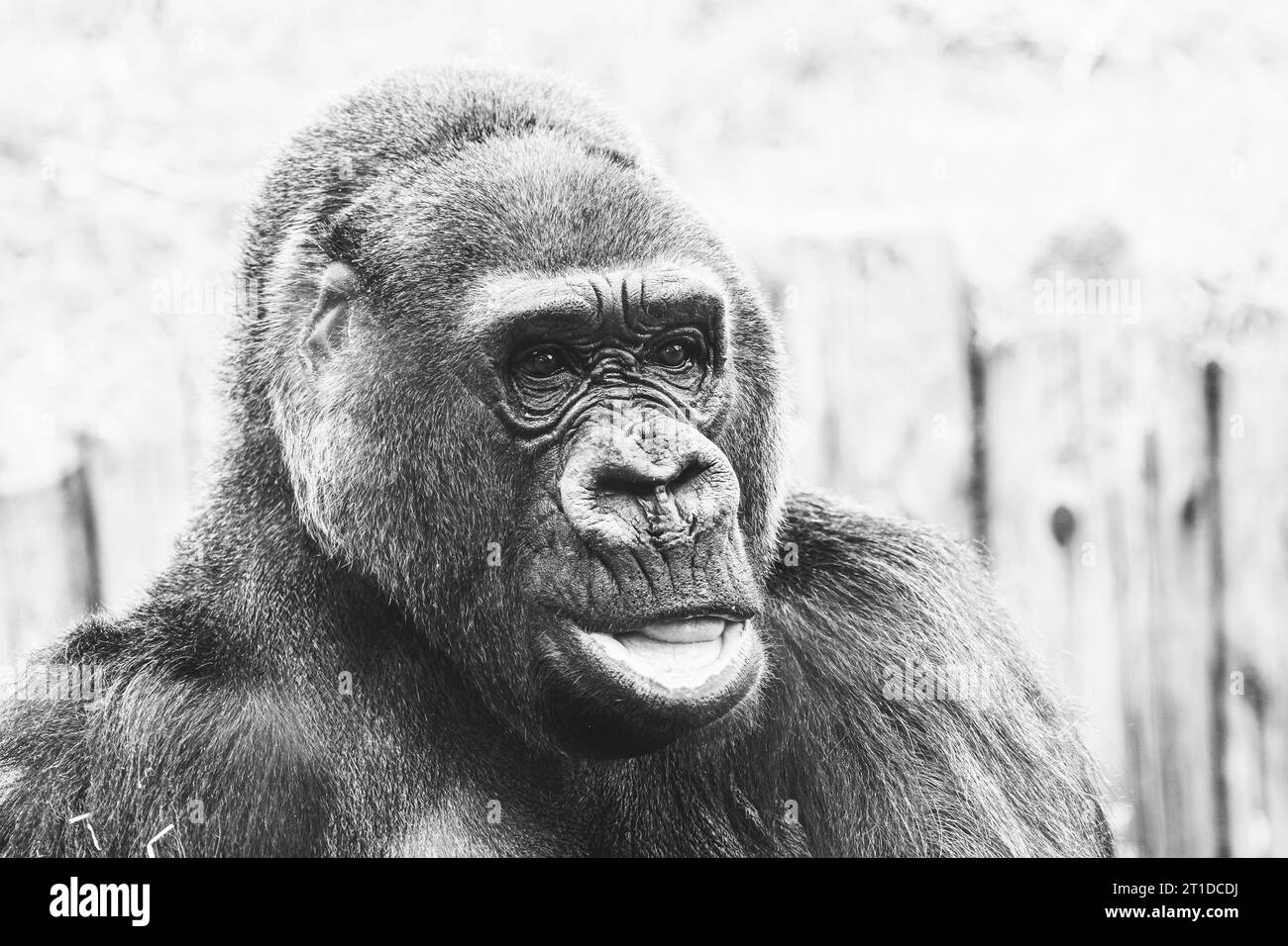 Portrait d'un impressionnant gorille des basses terres de l'Ouest Banque D'Images