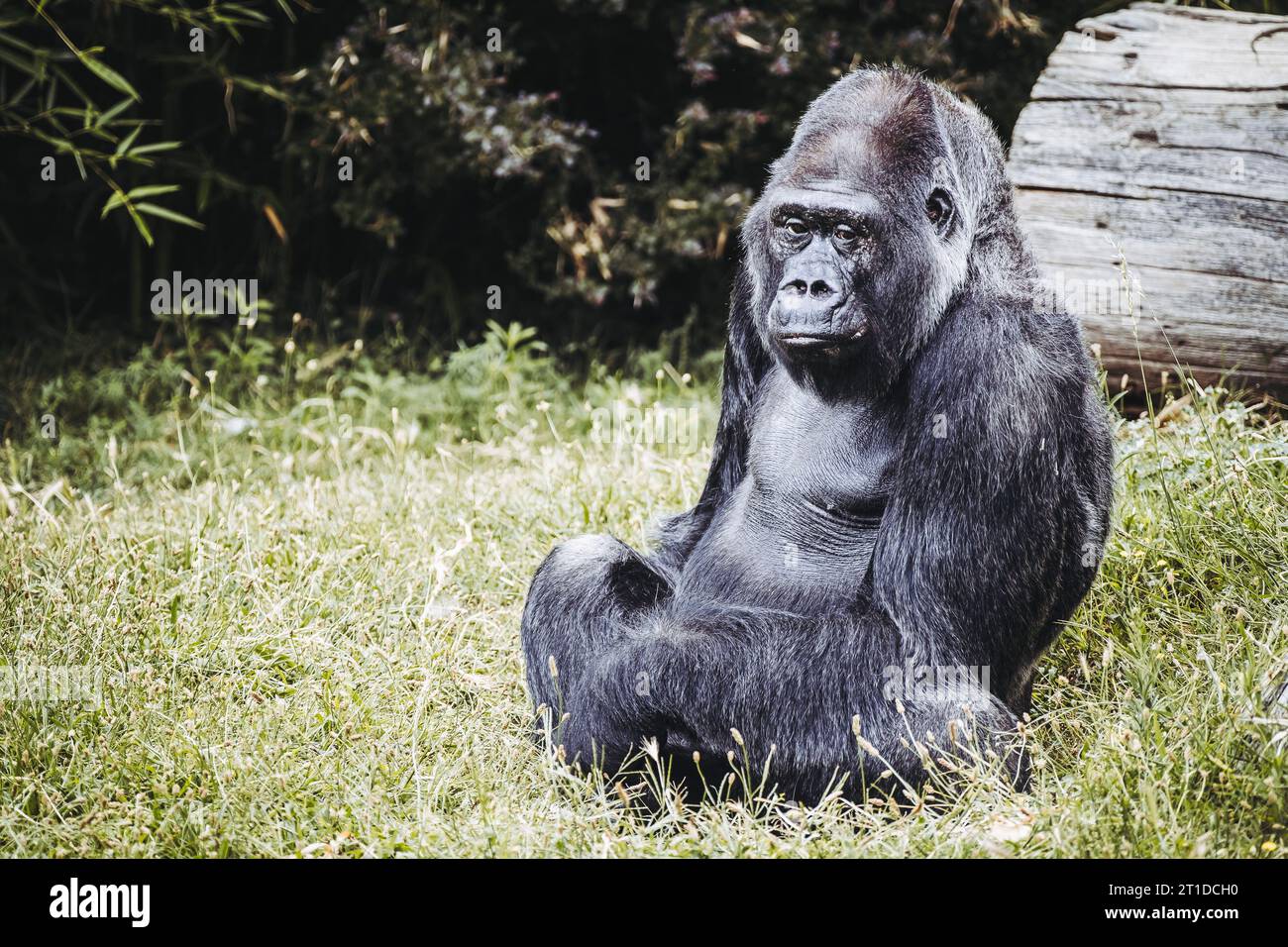 Portrait d'un impressionnant gorille des basses terres de l'Ouest Banque D'Images