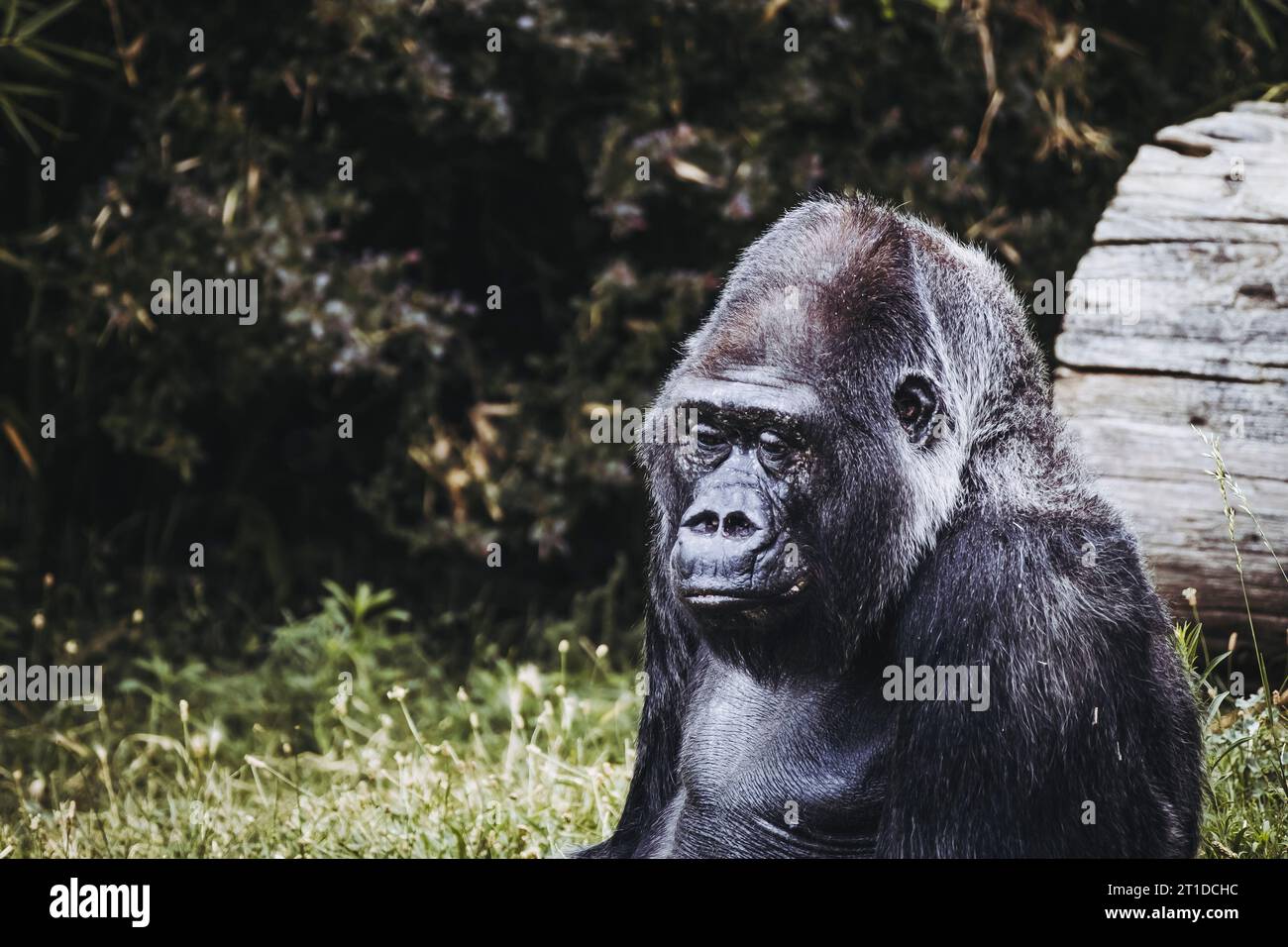 Portrait d'un impressionnant gorille des basses terres de l'Ouest Banque D'Images