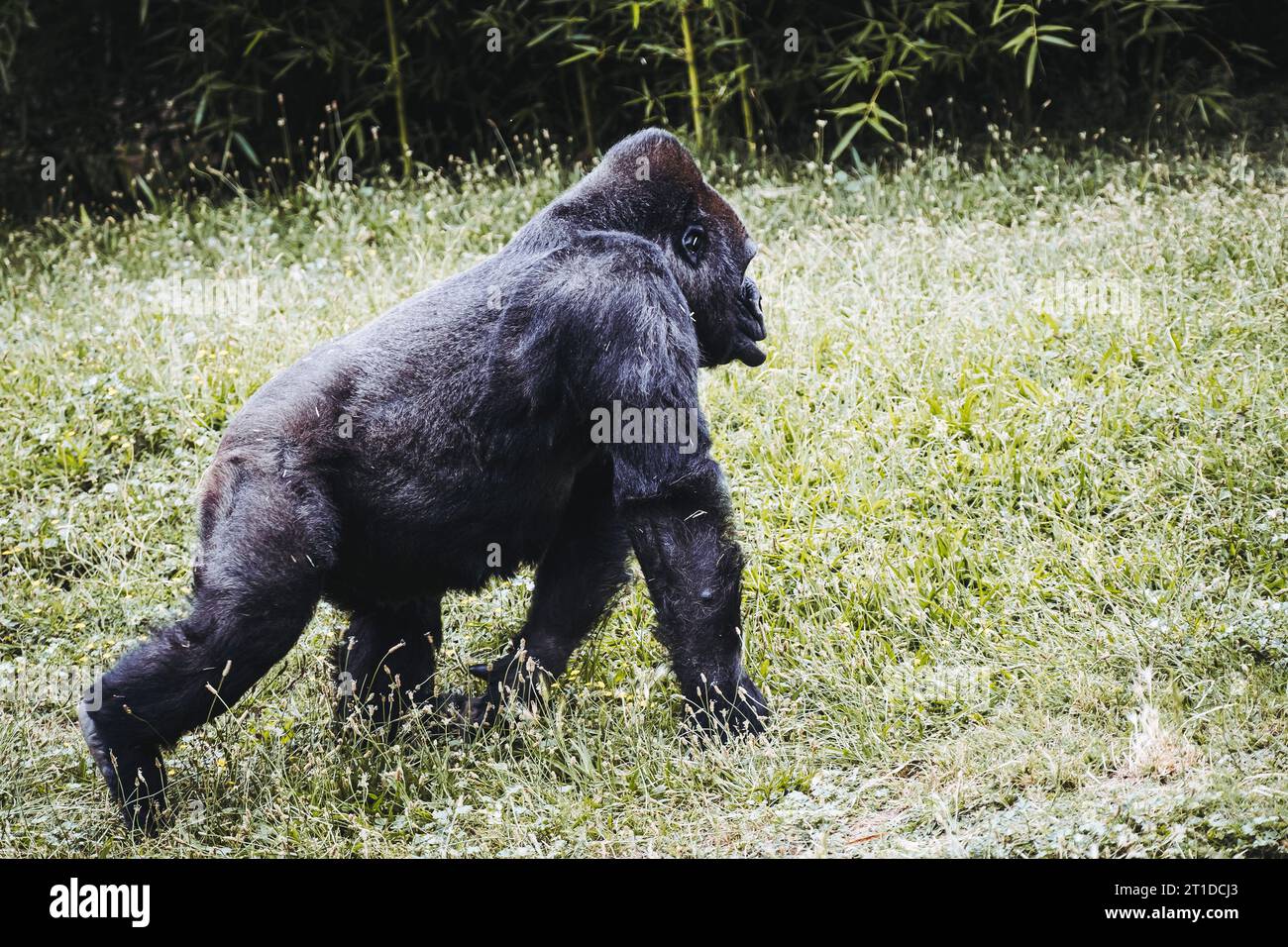 Portrait d'un impressionnant gorille des basses terres de l'Ouest Banque D'Images