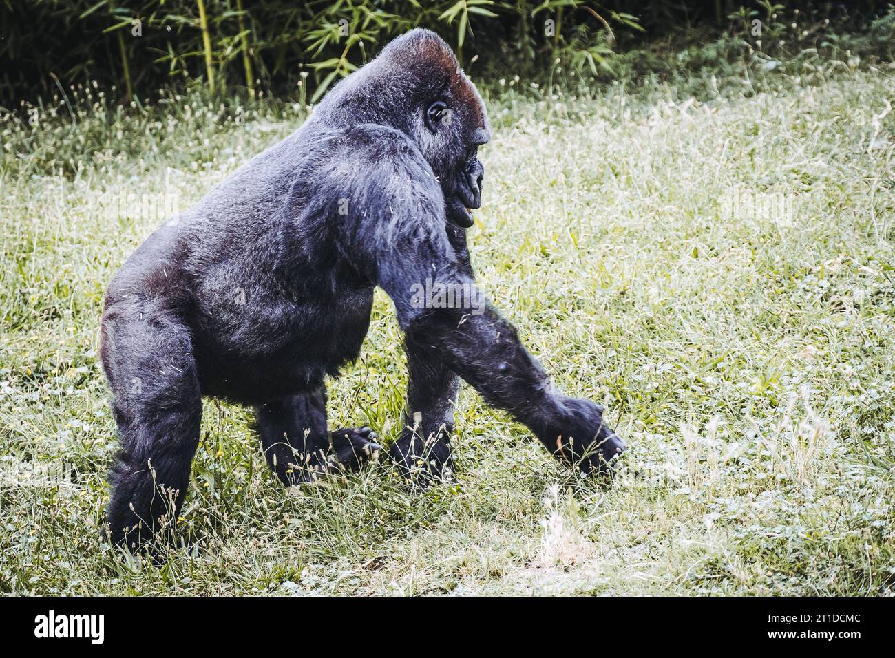 Portrait d'un impressionnant gorille des basses terres de l'Ouest Banque D'Images