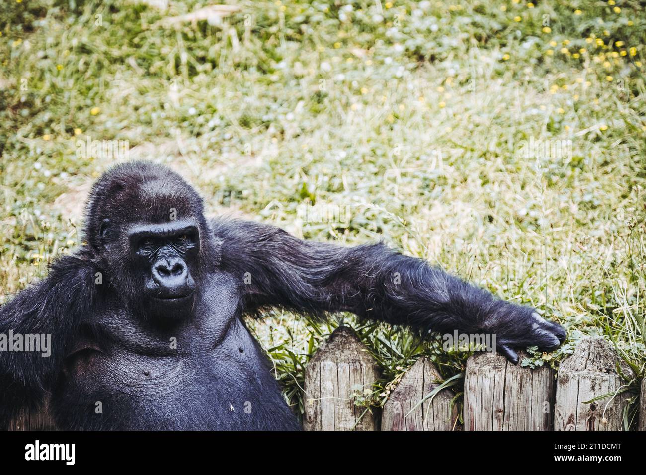 Portrait d'un impressionnant gorille des basses terres de l'Ouest Banque D'Images