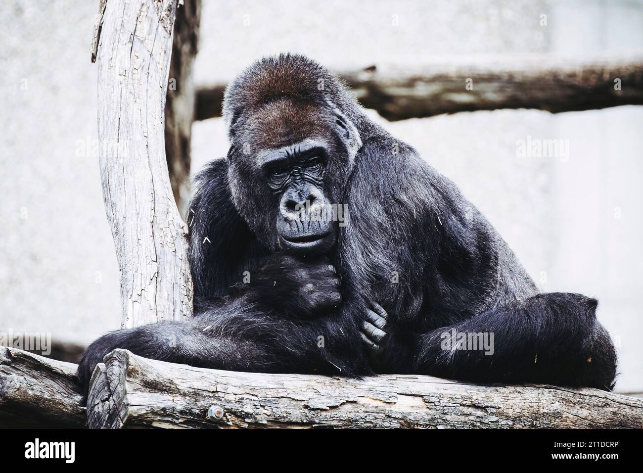 Portrait d'un impressionnant gorille des basses terres de l'Ouest Banque D'Images
