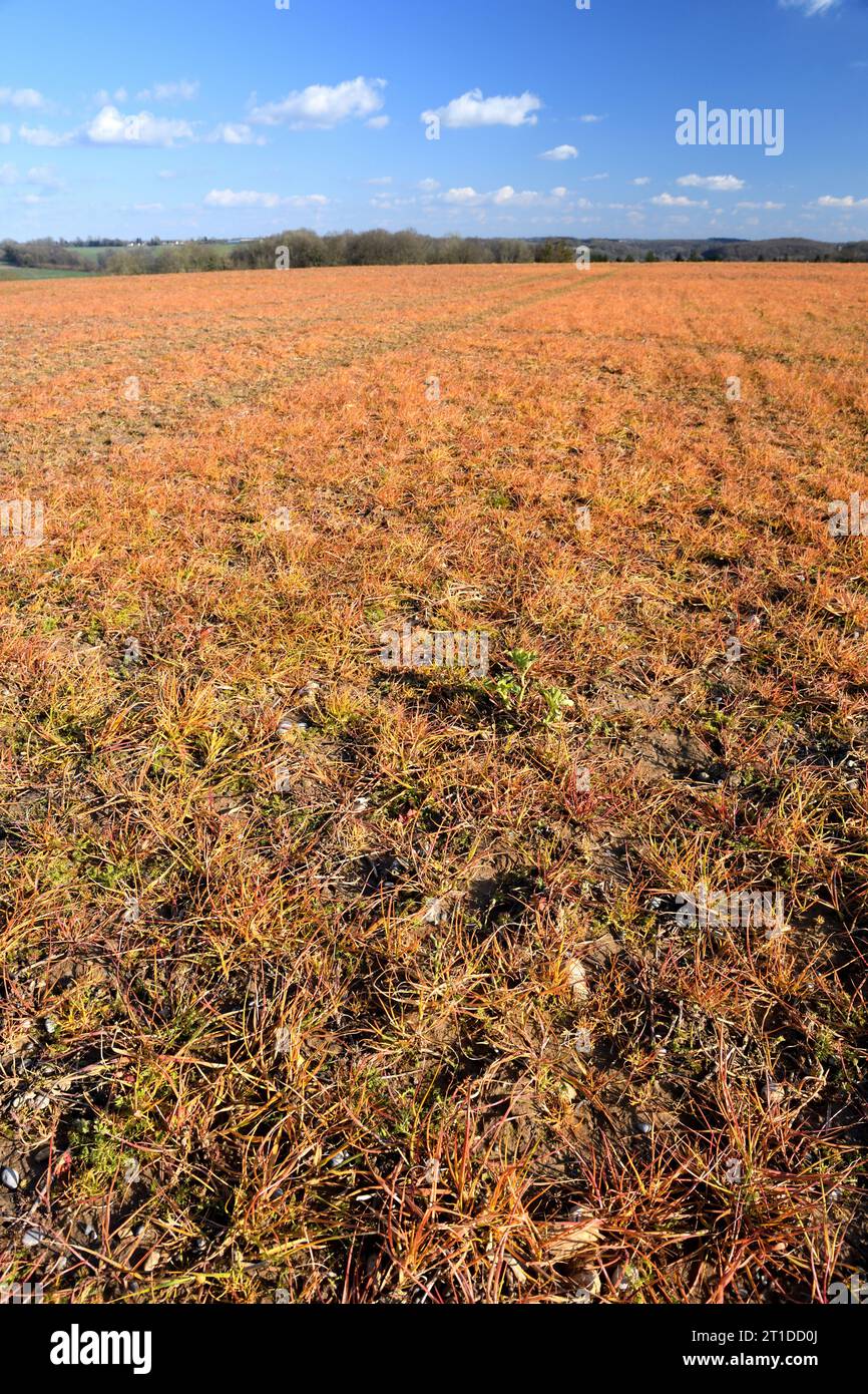 Champ à végétation orange après application de désherbant au glyphosate Banque D'Images