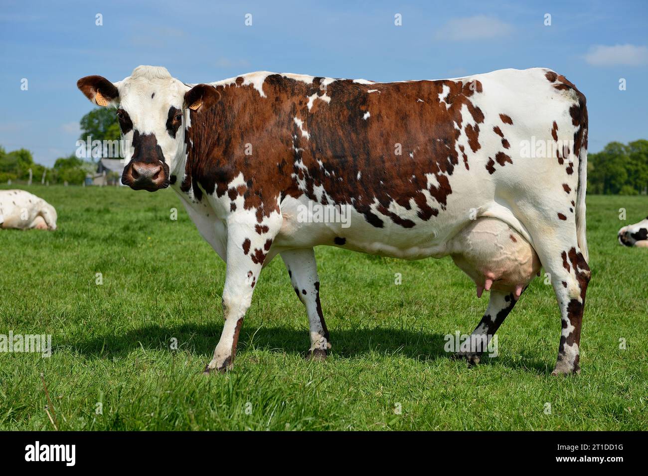 Vache broutant dans un pré, vache Normande (race). Vache laitière, ferme laitière Banque D'Images