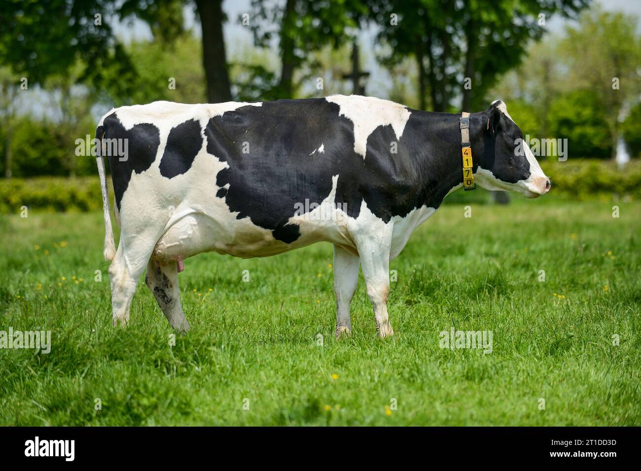 Vache broutant dans un pré, vache PRIm'Holstein (race). Vache laitière, ferme laitière Banque D'Images
