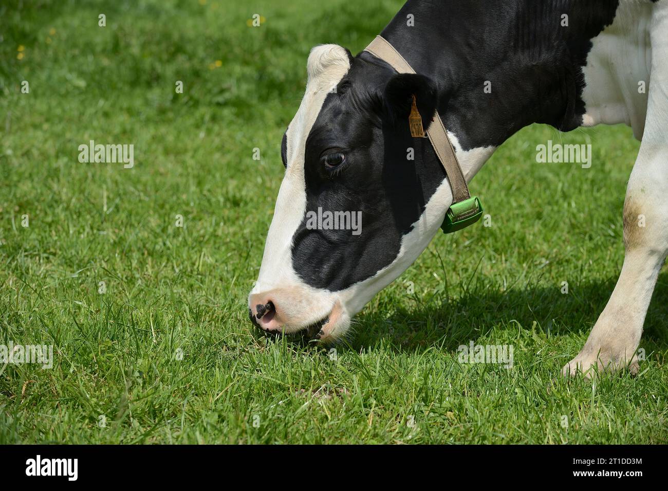 Vache broutant dans un pré, vache PRIm'Holstein (race). Vache laitière, ferme laitière Banque D'Images
