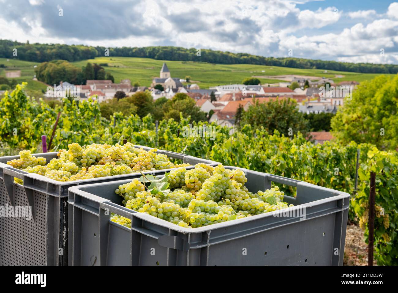 Oger (nord-est de la France) : vendanges dans un vignoble champenois. Ouvriers saisonniers vendant les raisins dans les rangs de vignes, avec le village d'Oger Banque D'Images