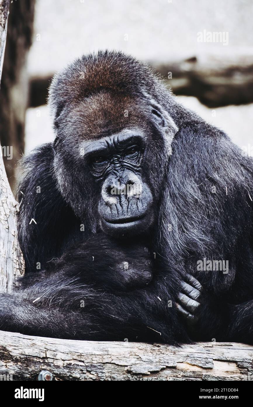 Portrait d'un impressionnant gorille des basses terres de l'Ouest Banque D'Images
