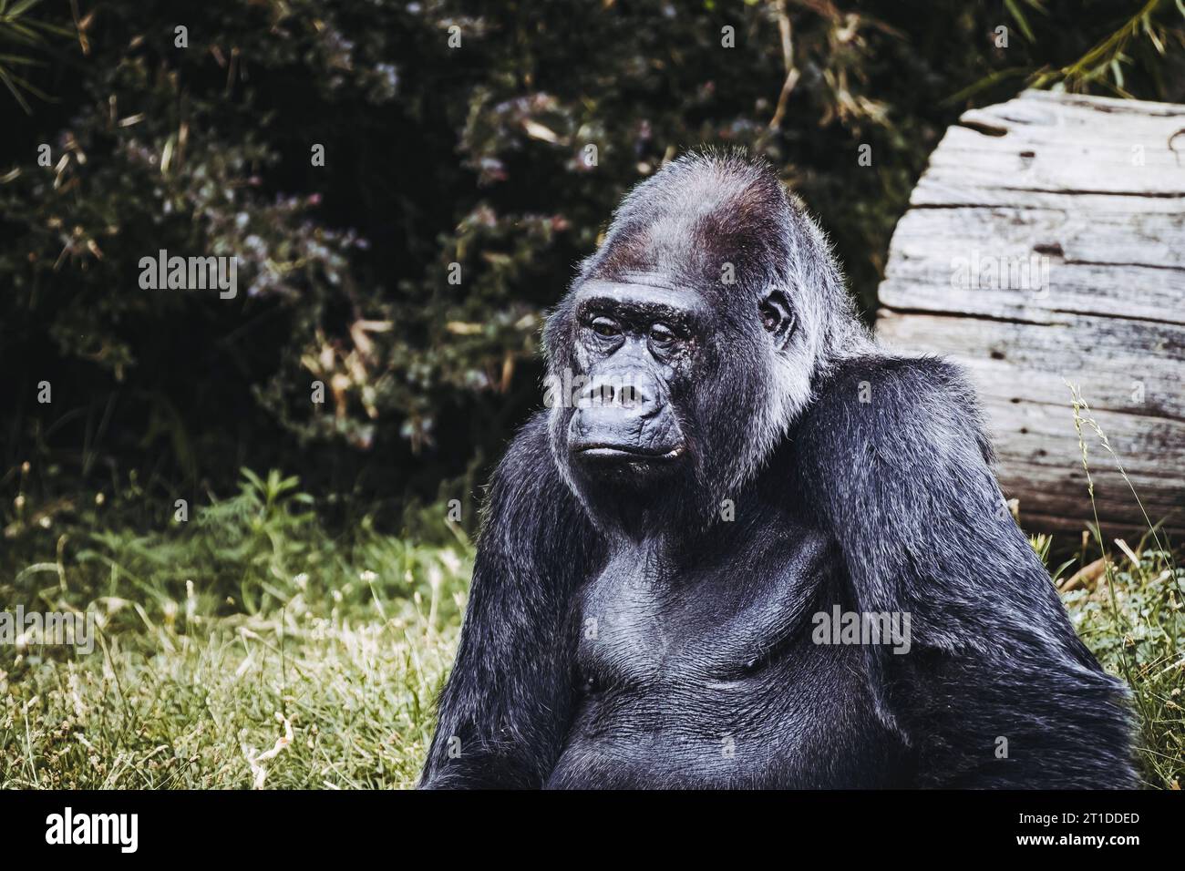 Portrait d'un impressionnant gorille des basses terres de l'Ouest Banque D'Images
