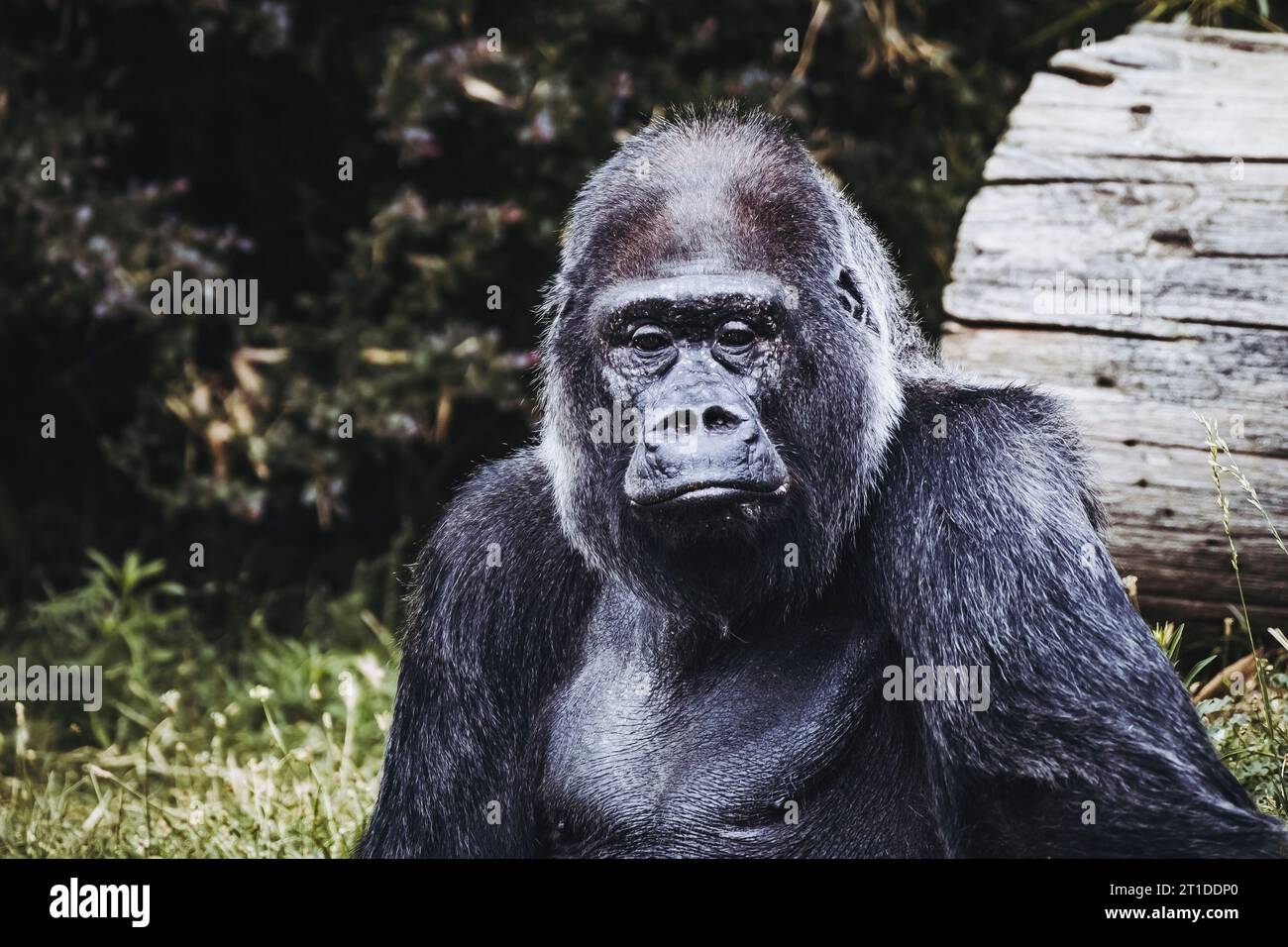Portrait d'un impressionnant gorille des basses terres de l'Ouest Banque D'Images