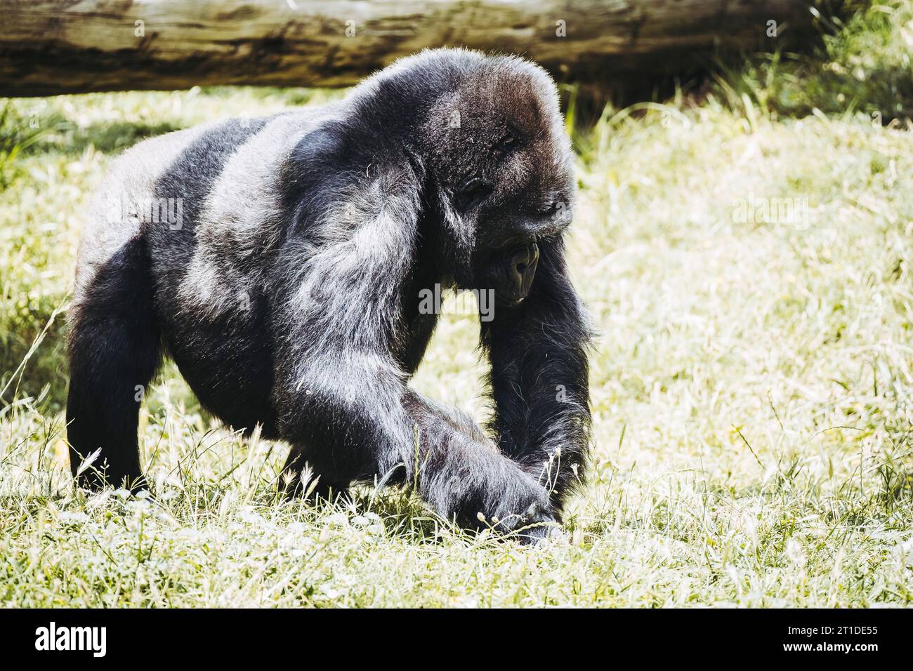 Portrait d'un impressionnant gorille des basses terres de l'Ouest Banque D'Images