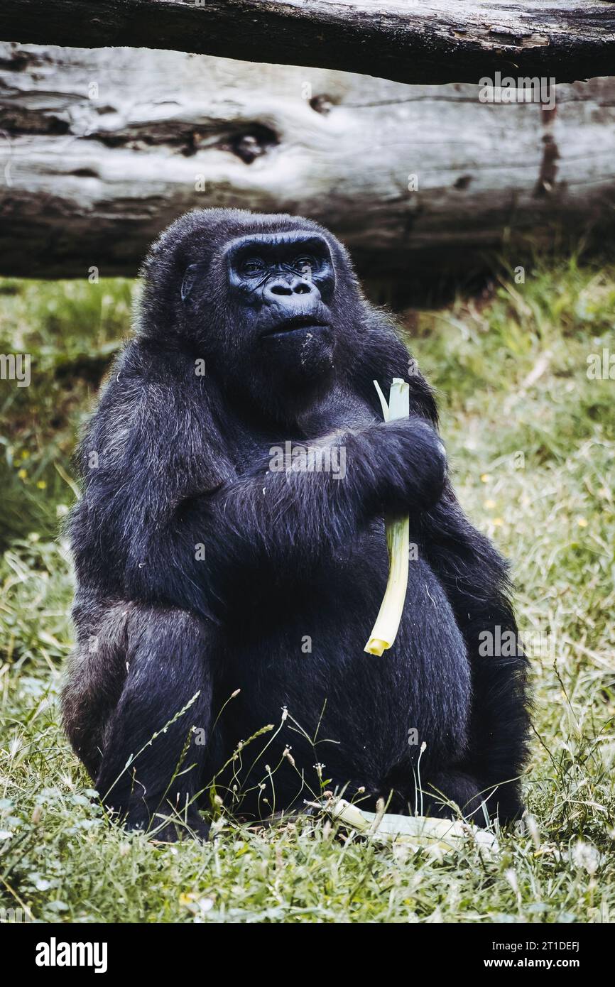Portrait d'un impressionnant gorille des basses terres de l'Ouest Banque D'Images