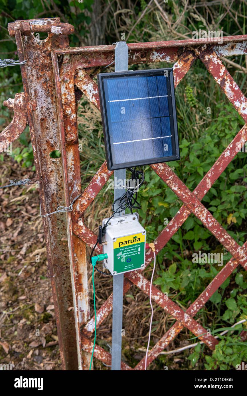 Installation et entretien de clôtures électriques contre les sangliers autour d'un champ de maïs. Clôture électrique Patura. Protection des cultures contre les dommages causés aux sangliers Banque D'Images