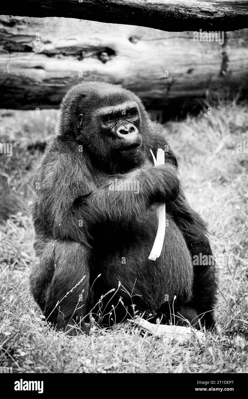 Portrait d'un impressionnant gorille des basses terres de l'Ouest Banque D'Images