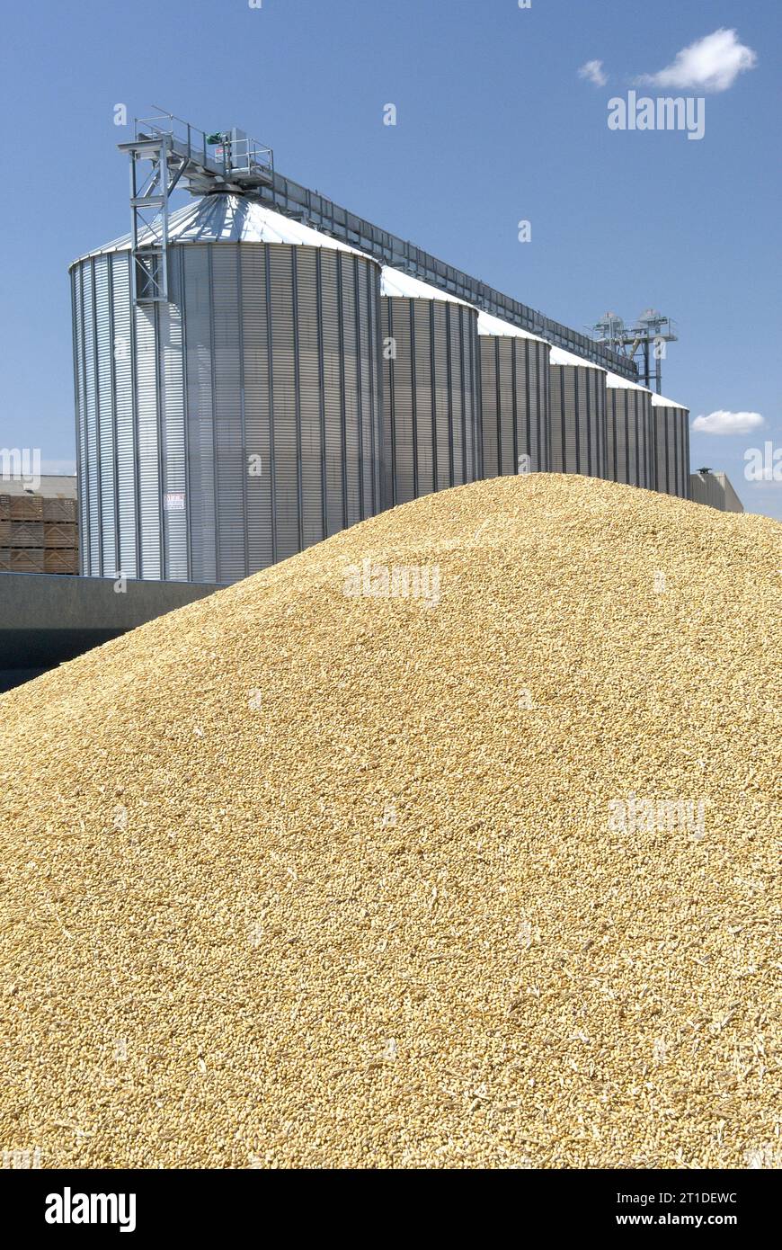 Récolte d'orge : récolte d'été dans le département de l'Essonne (région parisienne). Grains d'orge dans une remorque et silos coopératifs en arrière-plan Banque D'Images