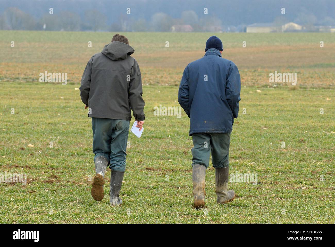 Agriculteur et technicien de la Chambre d’Agriculture du département Seine-Maritime enregistrant les dégâts causés par le gel sur les cultures de colza lors du dégel pe Banque D'Images