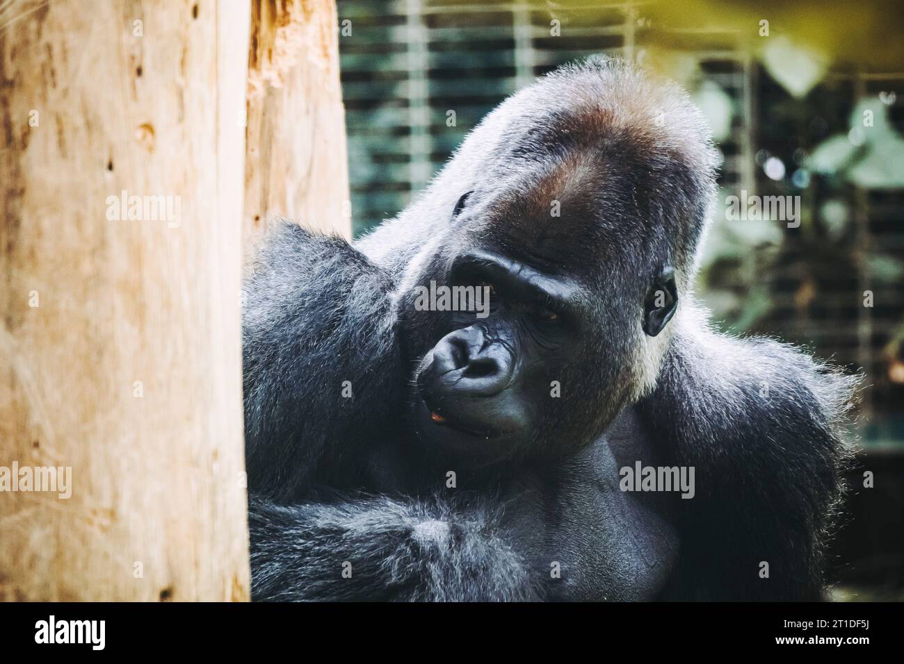 Portrait d'un impressionnant gorille des basses terres de l'Ouest Banque D'Images