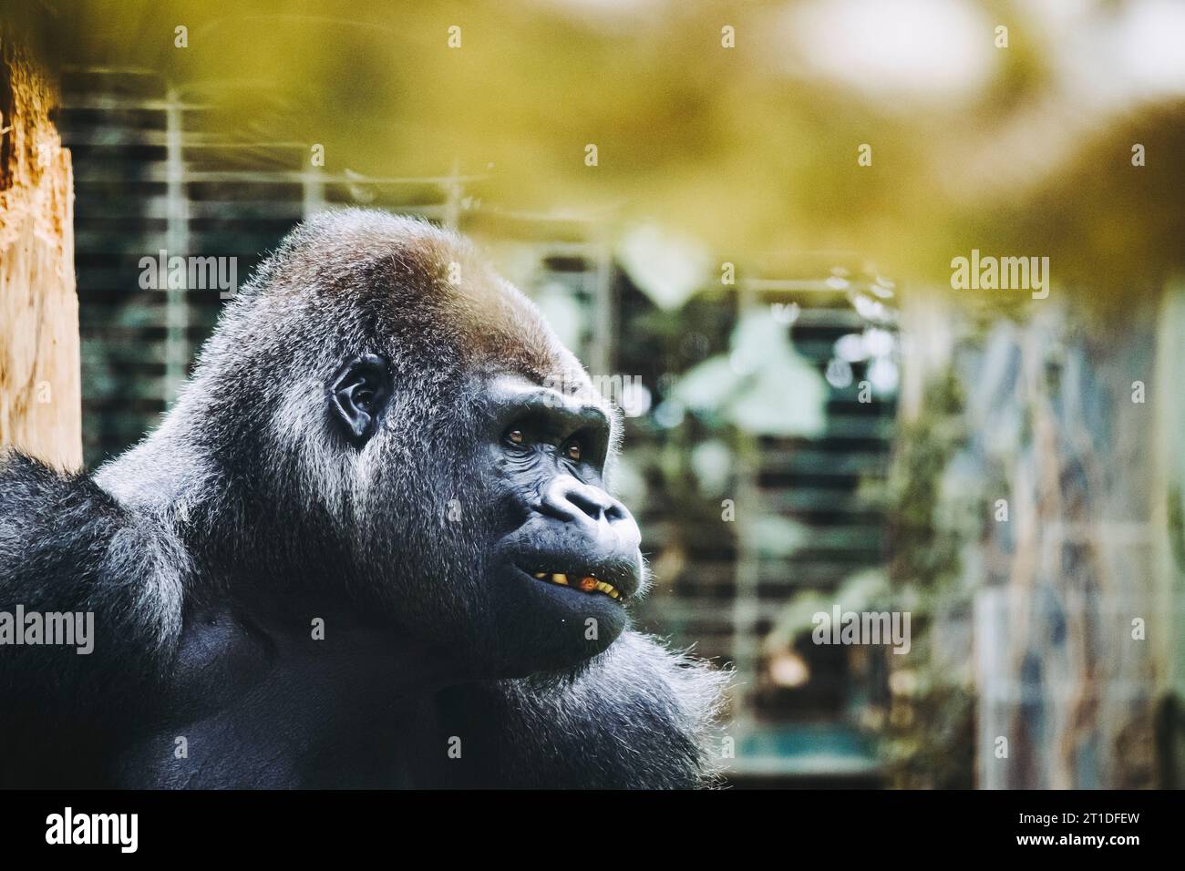 Portrait d'un impressionnant gorille des basses terres de l'Ouest Banque D'Images