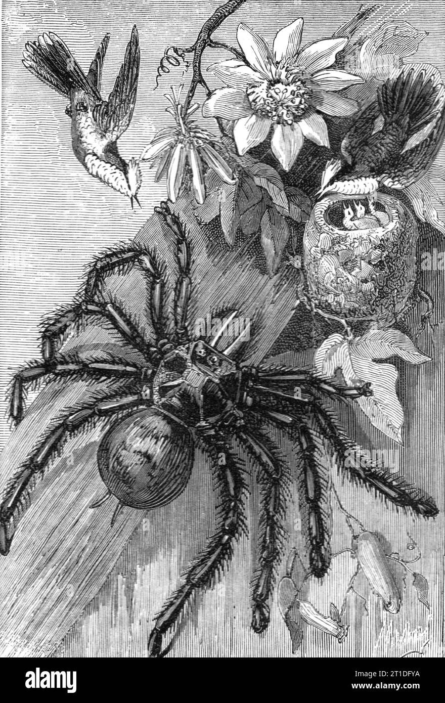 'Araignées tueuses d'oiseaux ; naturaliste sur les Amazones',1875. Extrait de 'Voyages illustrés' de H.W. Bates. [Cassell, Petter et Galpin, c1880, Londres] et Galpin. Banque D'Images