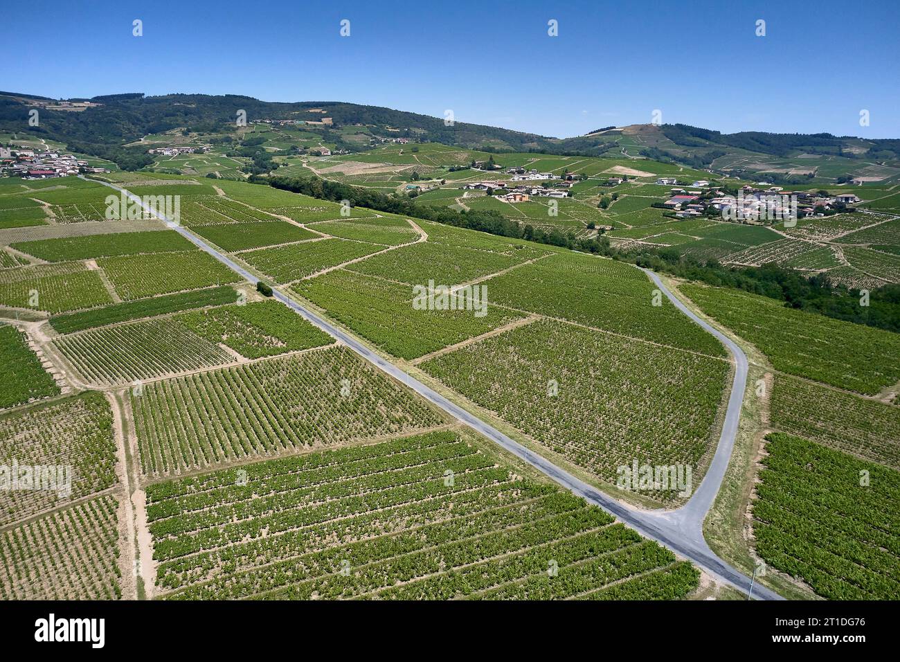 Vignes du Beaujolais, vignoble de Morgon à Villie Morgon (centre-est de la France) : vue aérienne des vignes Banque D'Images